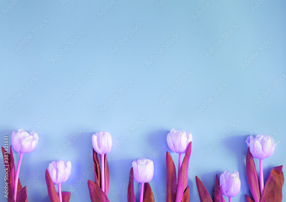 Pink tulips with pink leaves on a blue background. Pink flower toning