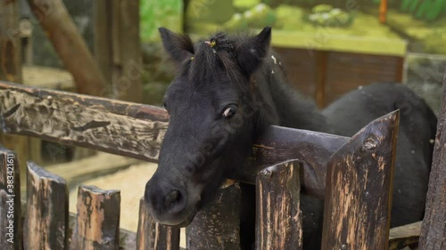 black pony in the zoo corral has hay, lives in captivity