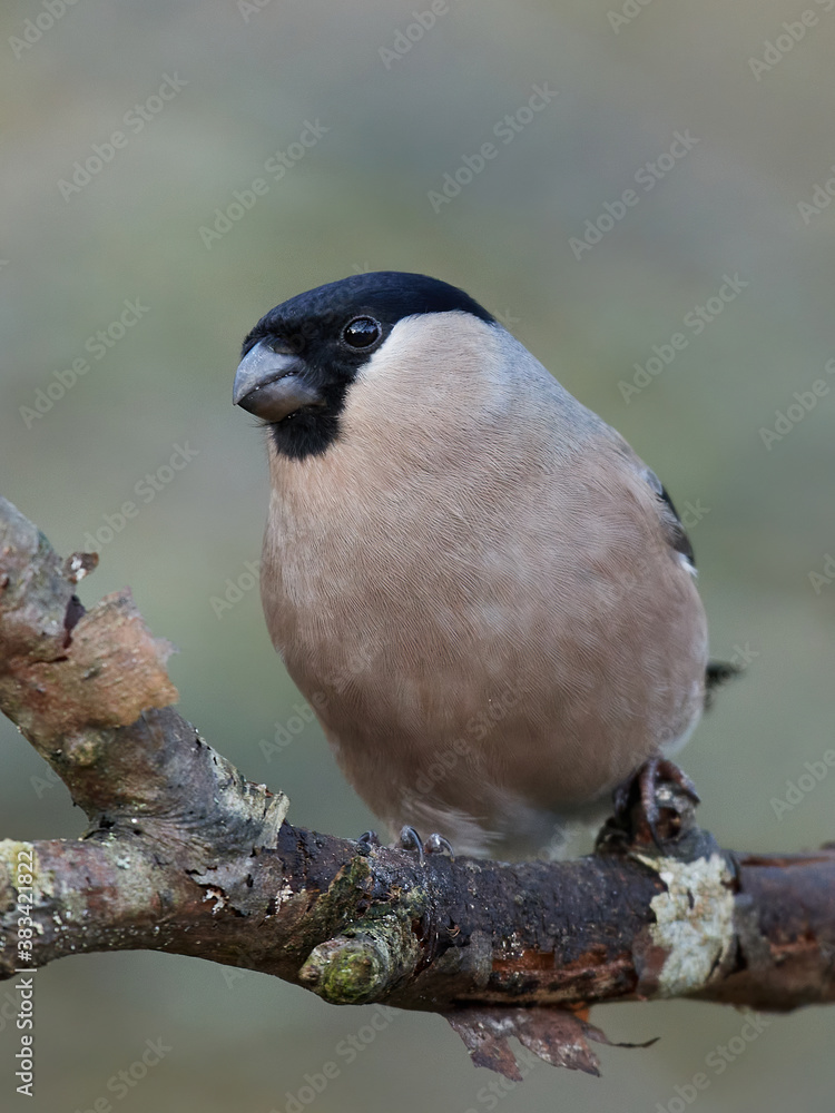 Naklejka premium Eurasian bullfinch (Pyrrhula pyrrhula)