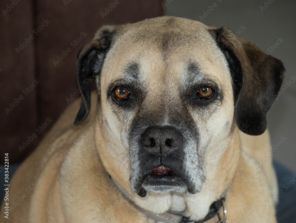 Portrait of a large brown dog image in horizontal format Portrait of a large brown dog image in horizontal format