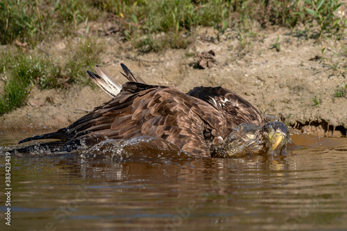Beautiful White Tailed Eagle (Haliaeetus albicilla) taking a bath with splashing water and displaying feathers. Also known as the ern, erne, gray eagle, Eurasian sea eagle and white-tailed sea-eagle. 