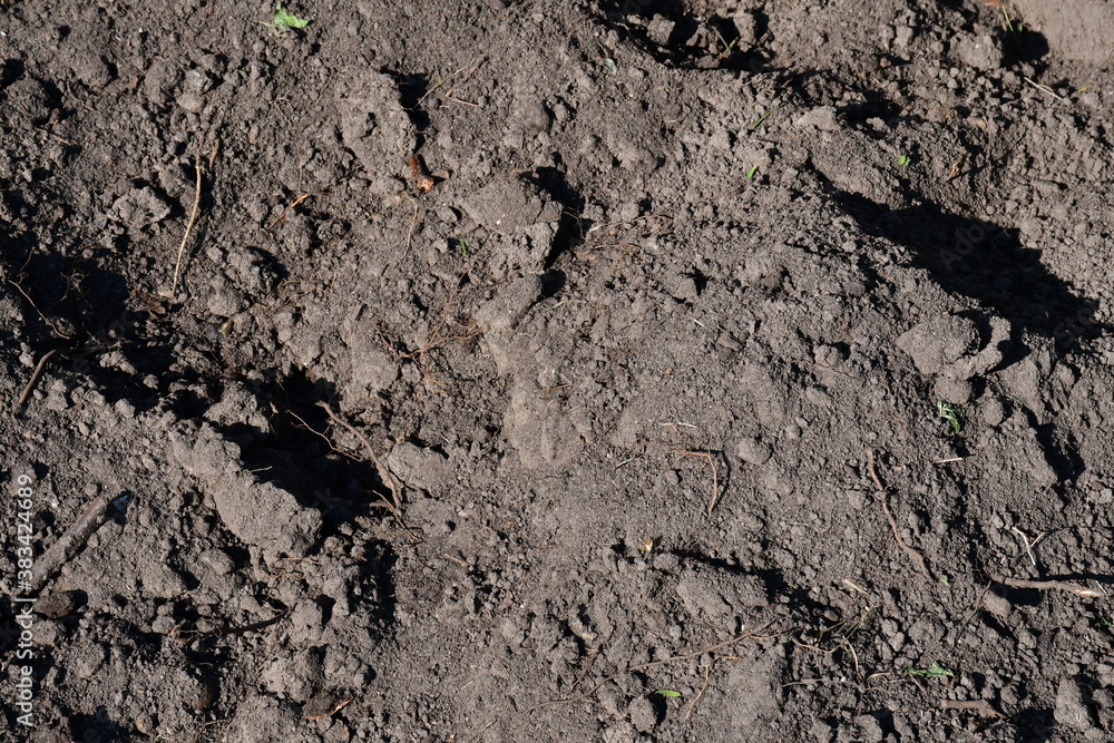 Texture of dark garden fertile soil. Small old plant roots protrude from the ground Texture of dark garden fertile soil. Small old plant roots protrude from the ground