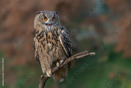 Eurasian Eagle owl (Bubo bubo) on a branch. Gelderland in the Netherlands.
