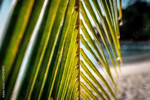 Palm tree leaves