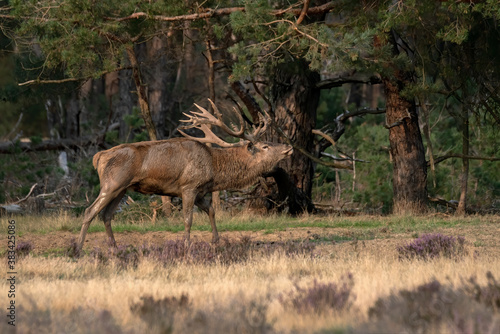 Red deer  Cervus elaphus  stag  in rutting season on the field of National Park Hoge Veluwe in the Netherlands. Forest in the background.