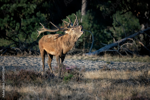 Red deer (Cervus elaphus) stag  in rutting season on the field of National Park Hoge Veluwe in the Netherlands. Forest in the background. © Albert Beukhof
