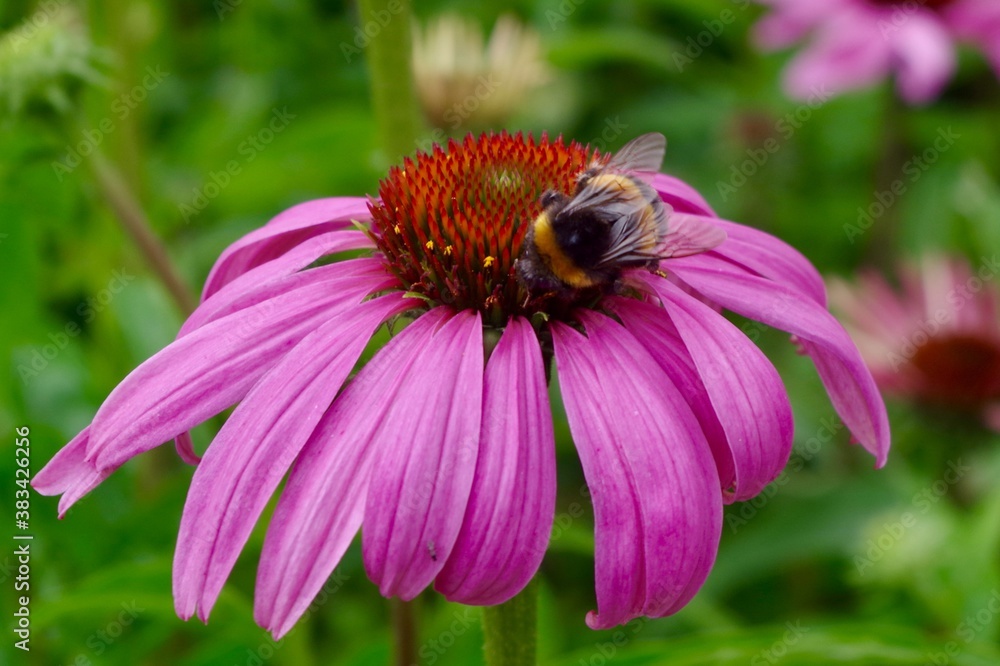 Bee on pink echinacea flower Bee on pink echinacea flower