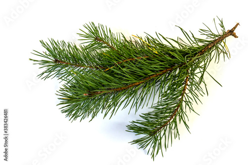 pine branch  isolate  design element for christmas