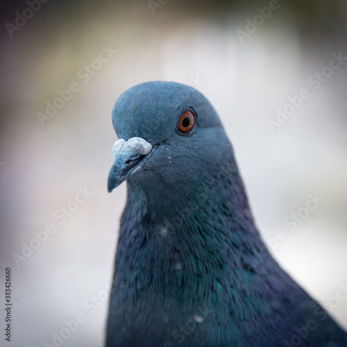 Close up of a pigeon