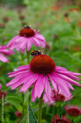 Pink echinacea flower with bumblebees
