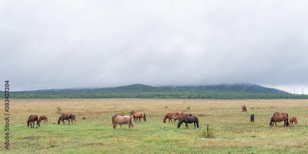 A herd of horses grazes in the green meadows of a mountain valley on a rainy morning in late summer. Siberia, Irkutsk region