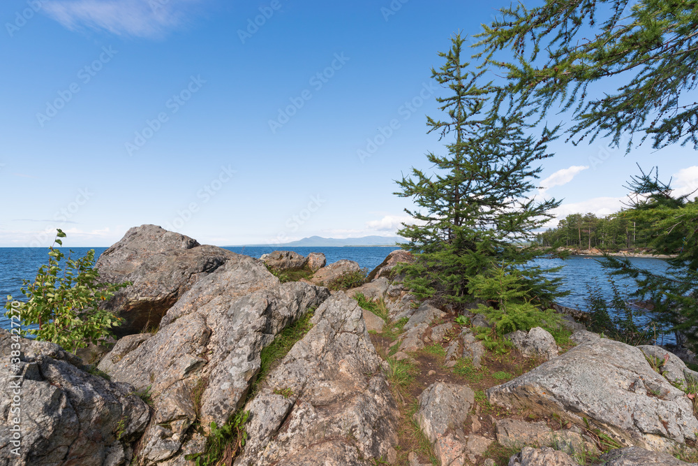 Coniferous trees against the backdrop of turquoise water and blue sky. Rocky eastern coast of Lake Baikal in summer. Republic of Buryatia, Russia