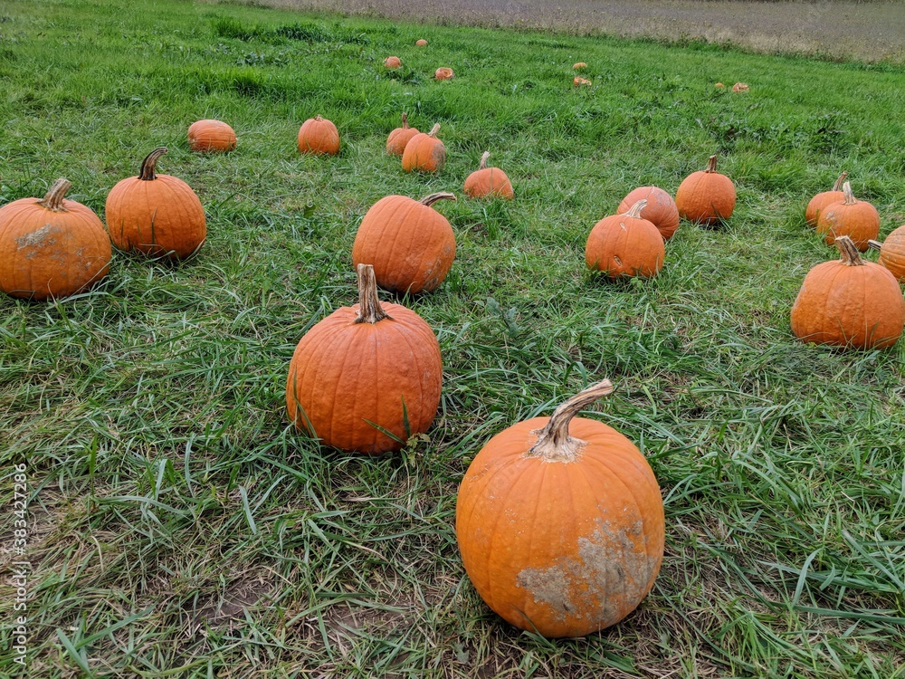Pumpkin Patch Full of Orange Pumpkins Ready for Picking amid Lots of Grass