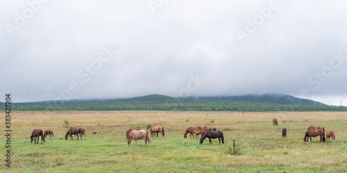 A herd of horses grazes in the green meadows of a mountain valley on a rainy morning in late summer. Siberia, Irkutsk region © ANDREI