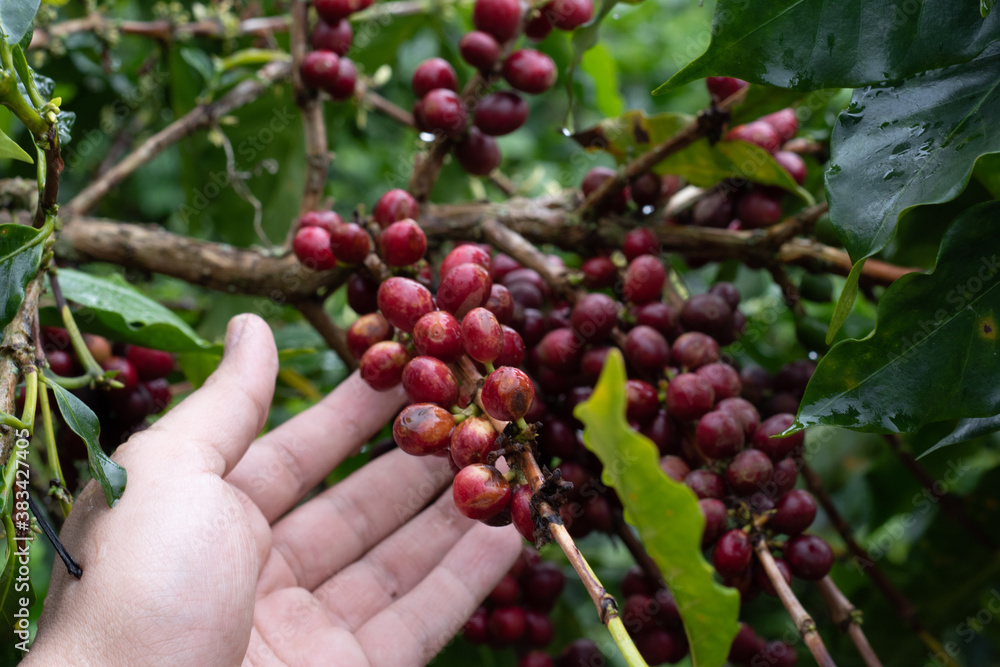 Harvest of coffee beans by farmers hands