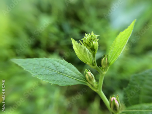 Beautiful flower with blur effect background