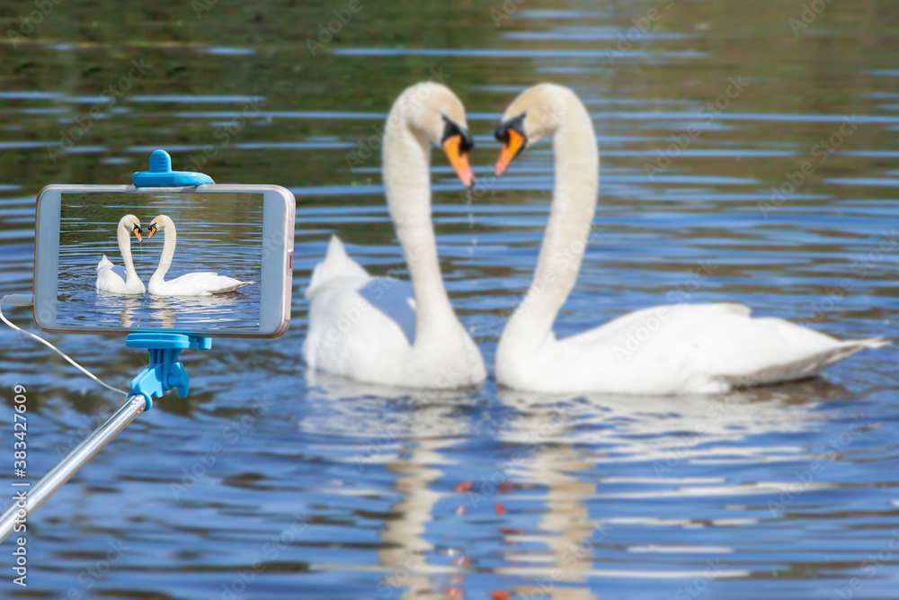 a couple of beautiful swans are photographed on a smartphone using a selfie stick on a summer day a couple of beautiful swans are photographed on a smartphone using a selfie stick on a summer day
