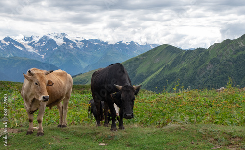 Brown and black bulls grazing on a green summer pasture with snow-capped mountain range on the background  the Caucasus Mountains  Svaneti  Georgia.