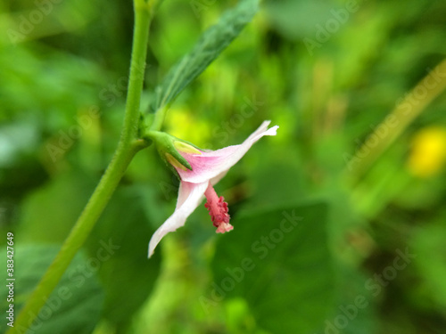 Beautiful flower with blur effect background
