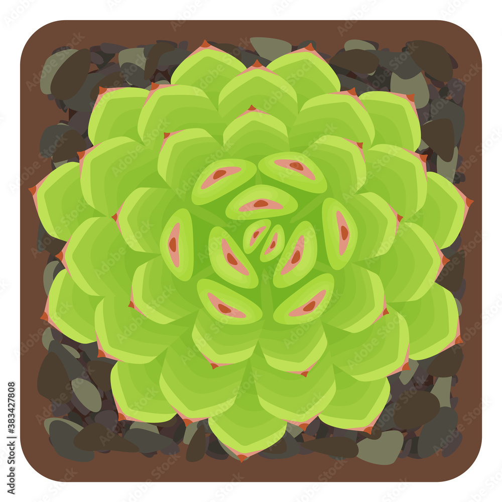 Sempervivum royanum. The view from the top. Potted succulent isolated on white background. Vector illustration. Sempervivum royanum. The view from the top. Potted succulent isolated on white background. Vector illustration.
