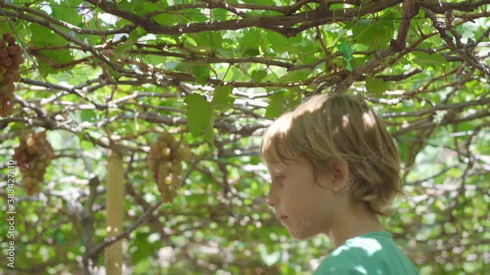 A little boy is gathering ripe grape on an eco-farm. Eco farming concept. Eco tourism concept A little boy is gathering ripe grape on an eco-farm. Eco farming concept. Eco tourism concept