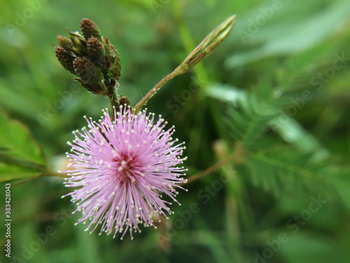 Beautiful flower with blur effect background