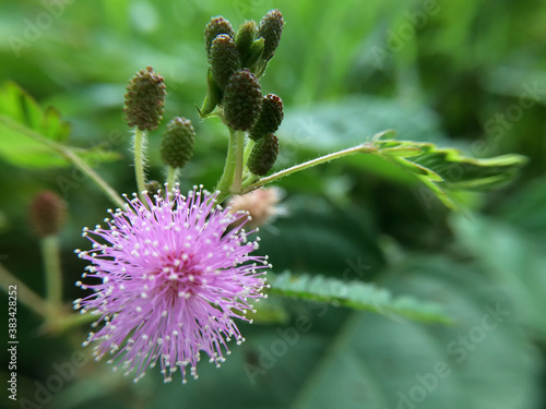 Beautiful flower with blur effect background