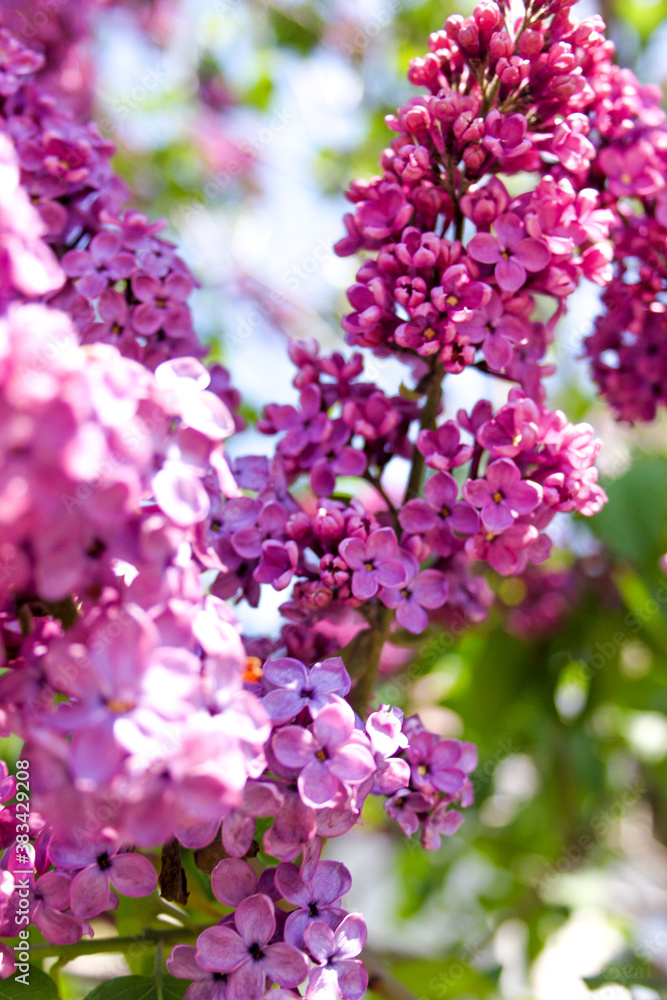 pink blossom pink blossom