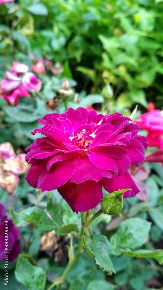 pink rose pink rose