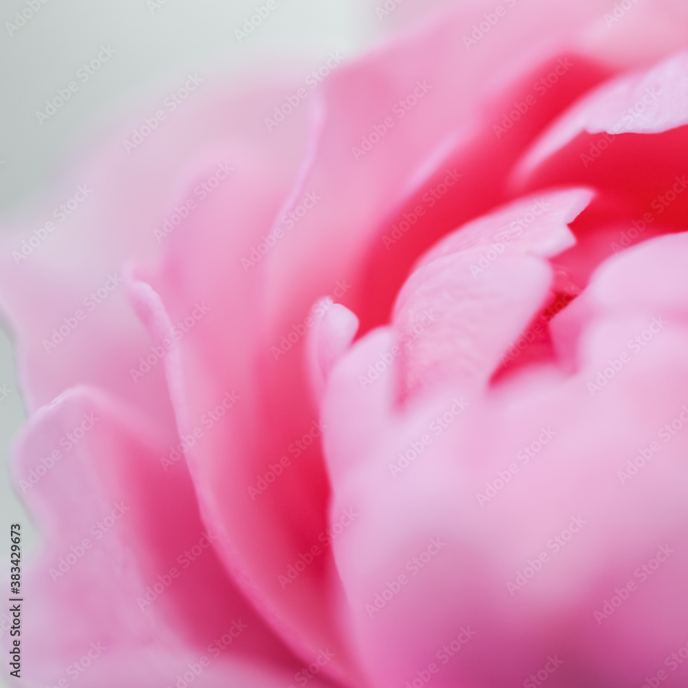 Soft focus, abstract floral background, pink rose flower petals. Macro flowers backdrop for holiday design