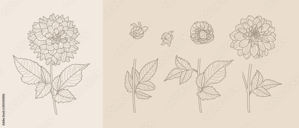 Set Dahlia Flowers with Leaves in Trendy Minimal Liner Style. Vector Floral Illustration for printing on t-shirt, Web Design, Invitation, Posters, creating a logo and monograms