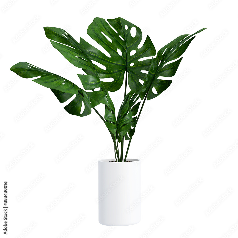 Monstera in a pot isolated on white background, Close up of tropical leaves or houseplant that grow indoor for decorative purpose. - obrazy, fototapety, plakaty 