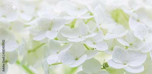 Background of white flowers. Hydrangea or hortensia in blossom.