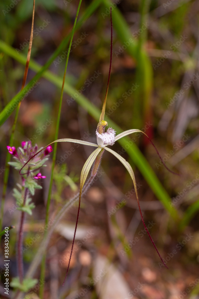 Spider Orchid (Caladenia sp.) close to Chittering, Western Australia Spider Orchid (Caladenia sp.) close to Chittering, Western Australia