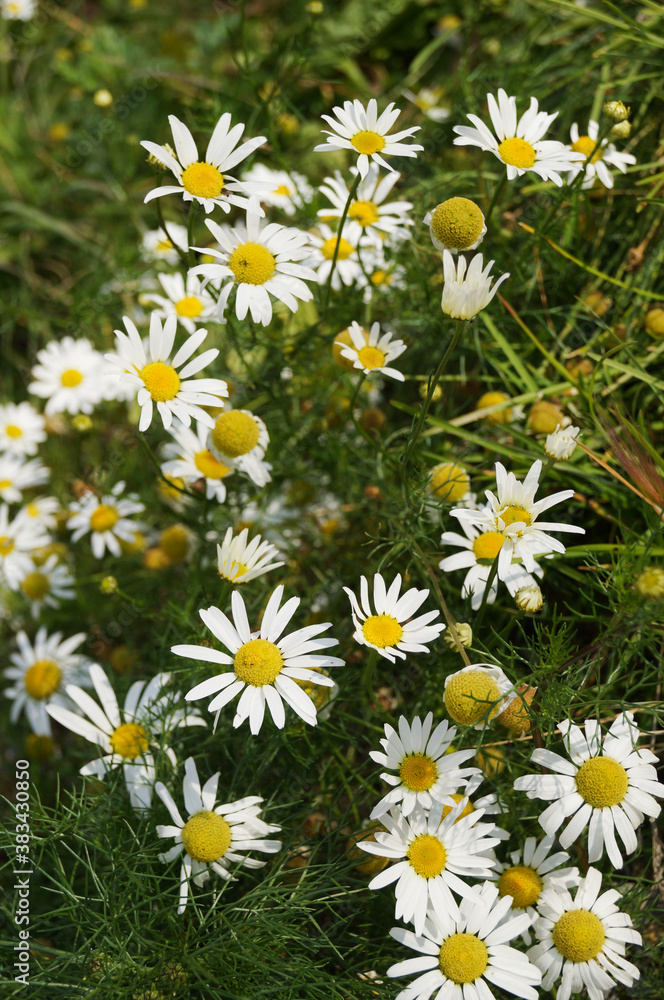 daisy chamomile flowers summer white green plant meadow beautiful daisy chamomile flowers summer white green plant meadow beautiful