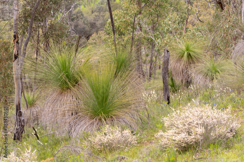 Grass Tree (Xanthorrhoea sp.) on Bibby Road, Western Australia