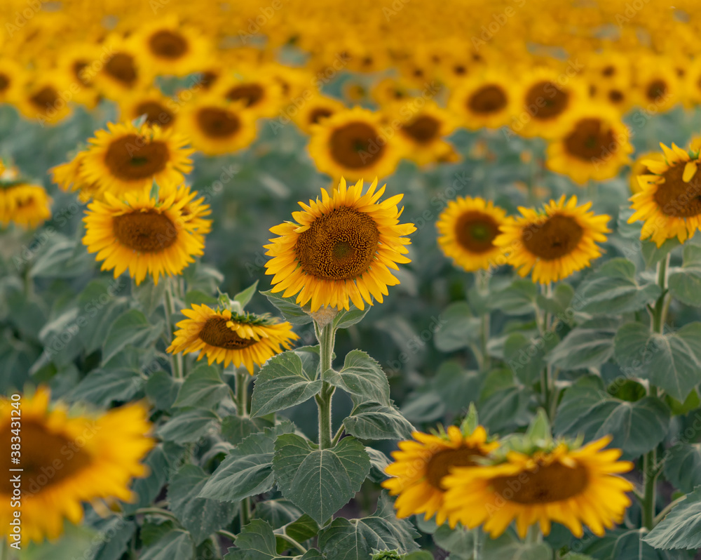 Blooming sunflower field background during sunset. Selective focus