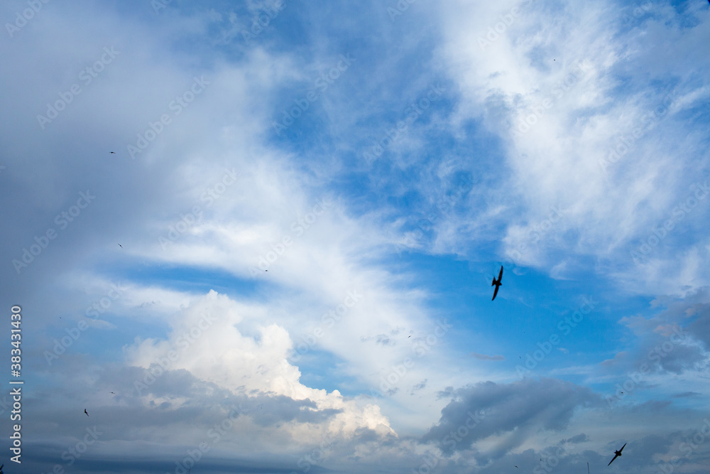 bright sky with blurry clouds and soaring birds