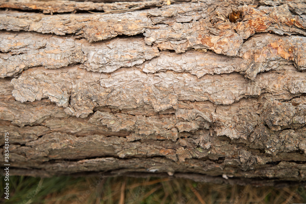 Tree trunk texture - pine trunk cut in the middle of the forest - environmental deforestation Tree trunk texture - pine trunk cut in the middle of the forest - environmental deforestation