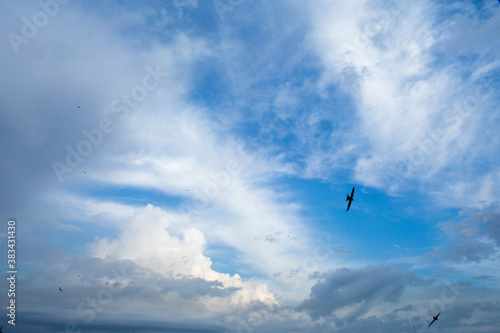 bright sky with blurry clouds and soaring birds © Marina Varnava