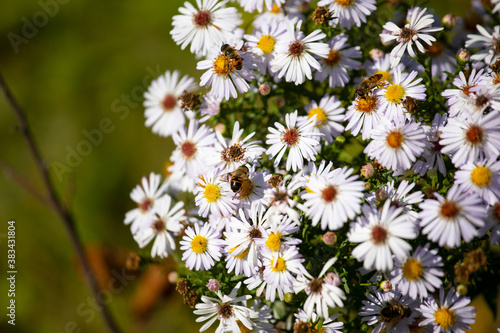 Chamomile on a green background with a bee