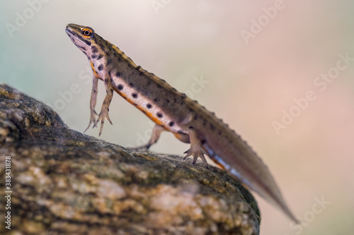 Ein Teichmolch Männchen im Wasser schwimmend an einem Stein