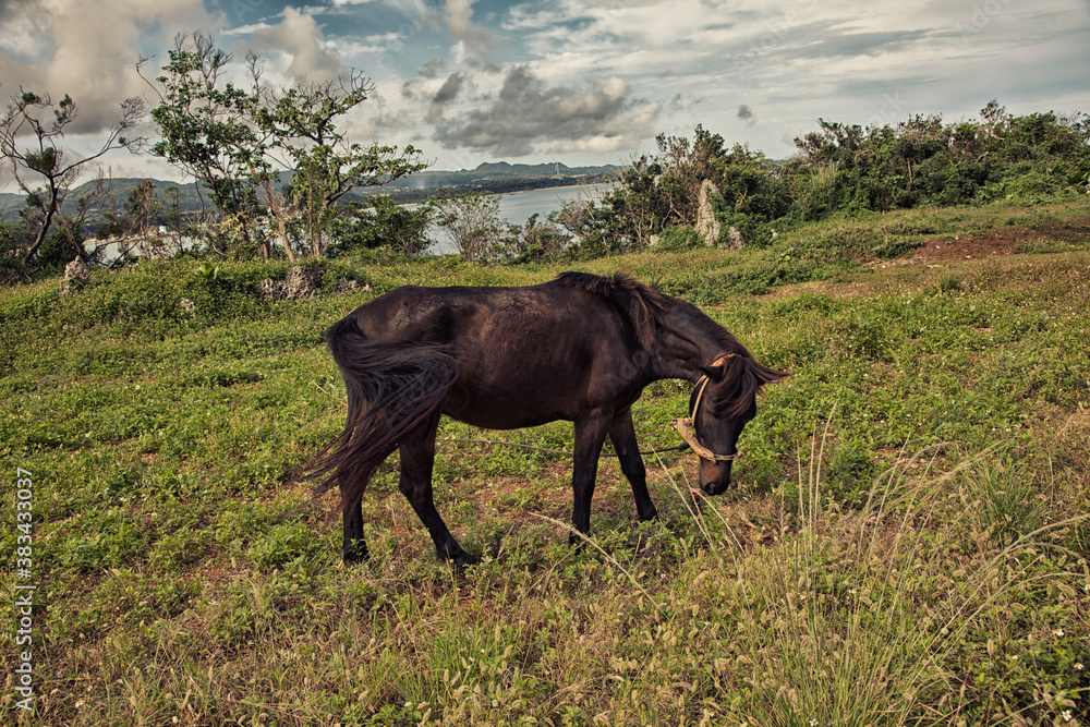 horse in the field