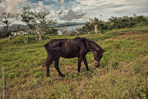 horse in the field