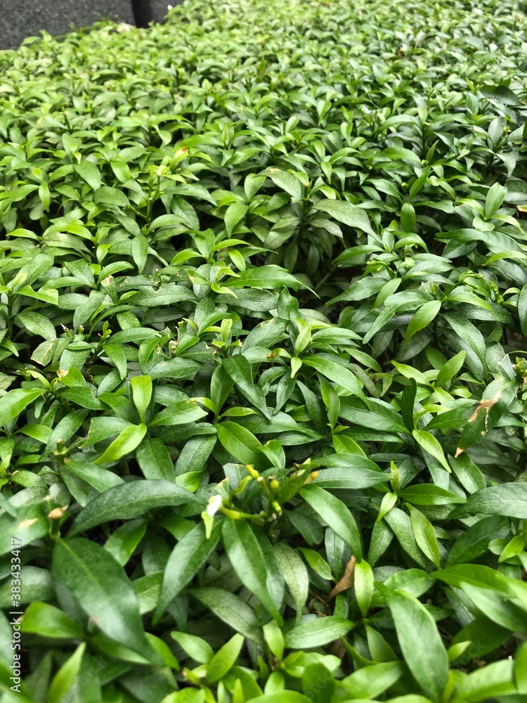 green leaves background green leaves background
