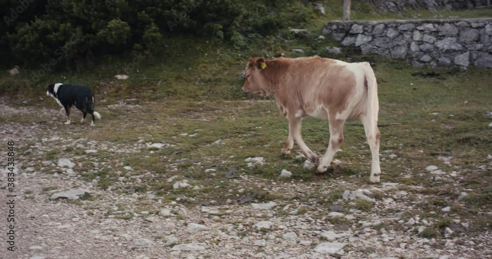 Mother Cow and daughter calf attack border collie shepherd dog morning in mountains Mother Cow and daughter calf attack border collie shepherd dog morning in mountains