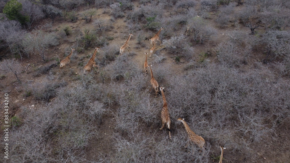 Giraffes running through the bush in a game reserve in South Africa Giraffes running through the bush in a game reserve in South Africa