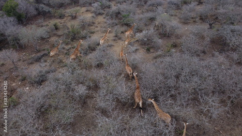 Giraffes running through the bush in a game reserve in South Africa