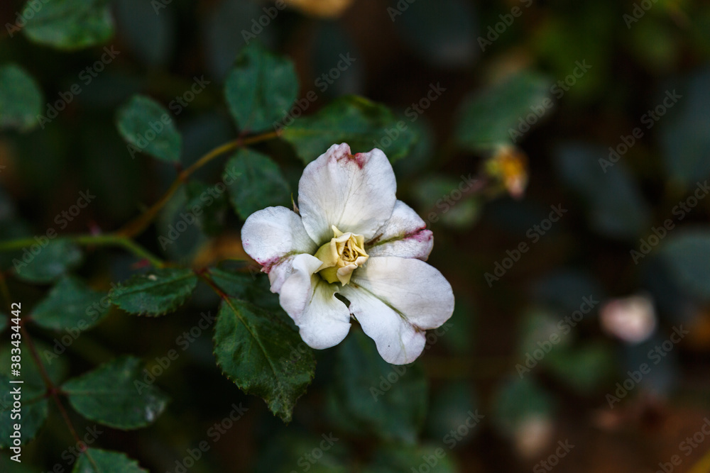 Blooming rose with water drops after rain Blooming rose with water drops after rain