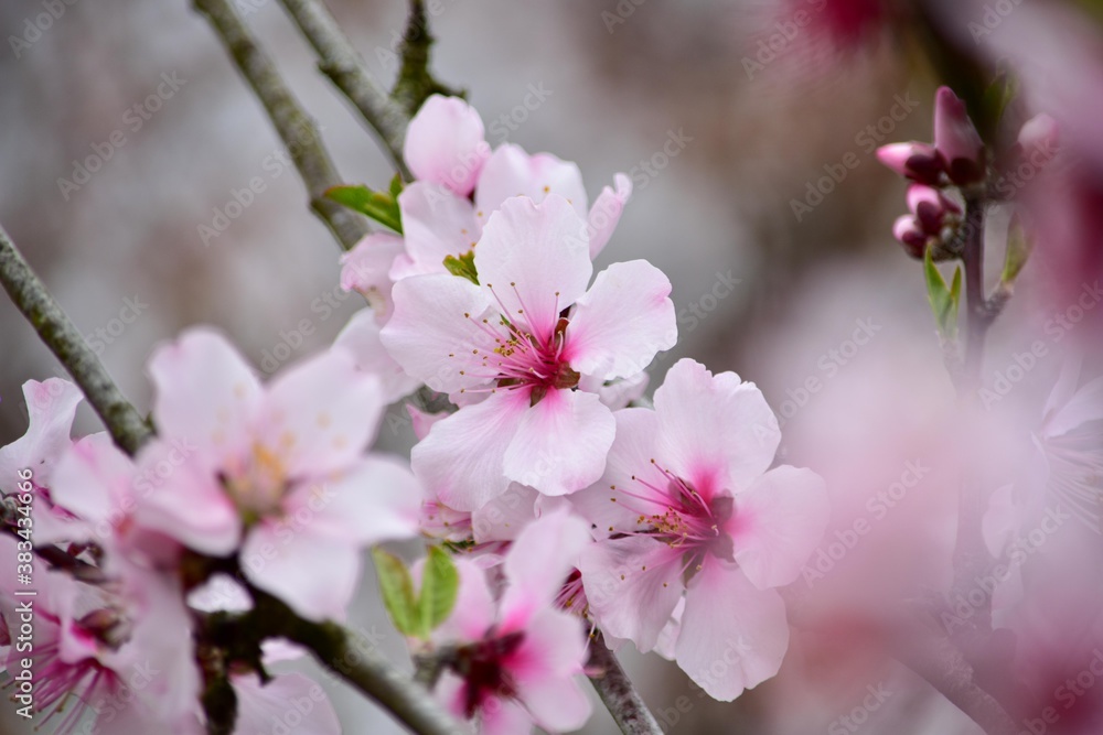 公園などではほとんど目にすることができないアーモンドは春を告げる花です